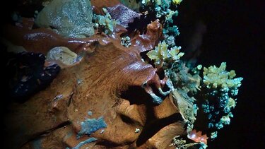 Στο "φως" τα αποτελέσματα των διεθνών αποστολών στο σπήλαιο των Στερνών