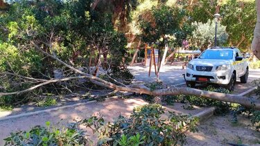 "2.500 δέντρα φυτεύτηκαν στο Ηράκλειο" - Η απάντηση του δήμου στη μήνυση για τις κοπές δέντρων (video)