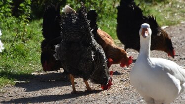 Τρία φερόμενα κρούσματα της γρίπης των πτηνών H5 σε ανθρώπους στις ΗΠΑ