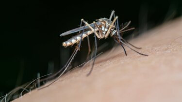 Ιός του Δυτικού Νείλου: Δύο θάνατοι και 23 σοβαρά περιστατικά στην Ιταλία