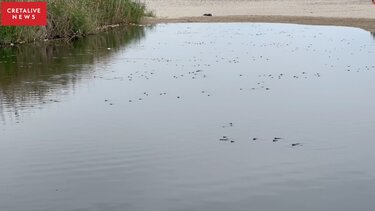Τελικά, τι... σκοτώνει τα ψάρια στον Αποσελέμη; Δείτε βίντεο και φωτογραφίες!