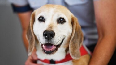 «Αγωνίζεται καθημερινά με αυταπάρνηση για τα ζώα» - Τι απαντά ο δικηγόρος της 62χρονης 