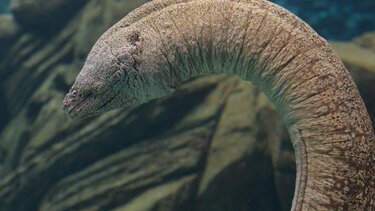 Σμέρνα: Οι γαρίδες... της καθαρίζουν τα δόντια!