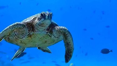 Θαλάσσια χελώνα δάγκωσε γυναίκα που κολυμπούσε στο Μαράθι