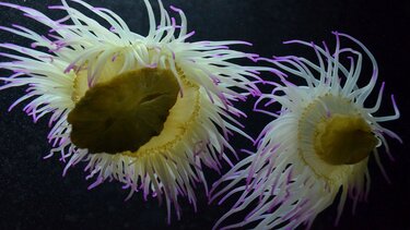 Στο νοσοκομείο Χανίων δύο παιδιά από τσίμπημα θαλάσσιας ανεμώνης