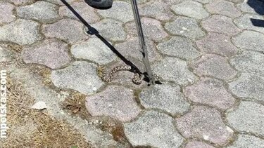  Βρήκε οχιά στην αποθήκη του σπιτιού της