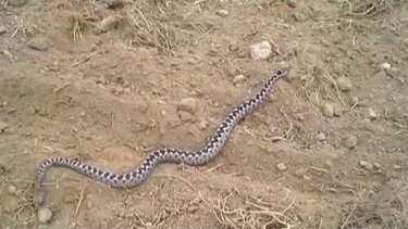 Δηλητηριώδη ζώα στην Ελλάδα: Κίνδυνοι, πρόληψη και πρώτες Βοήθειες