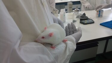 Πειραματόζωα: Απαραίτητα για την επιστήμη, μονόδρομος η ευζωία τους!