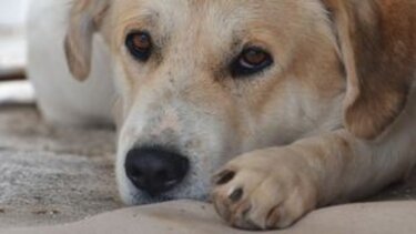 Η εκπαιδευτική κοινότητα συγκεντρώνει τροφές για τα αδέσποτα