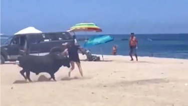 Ταύρος σε παραλία επιτίθεται σε γυναίκα