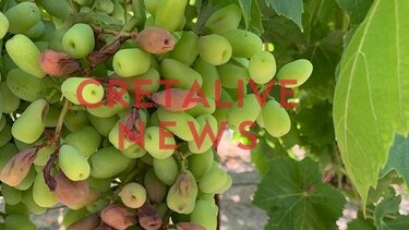 Εκτεταμένες ζημιές στα αμπέλια από τον καύσωνα!