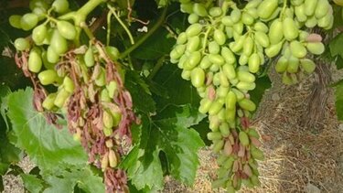 Ο καύσωνας δεν θα αφήσει τίποτε όρθιο!