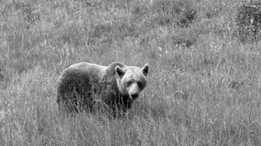 Δράμα: «Του όρμηξε η αρκούδα και εκείνος έπεσε στη χαράδρα»