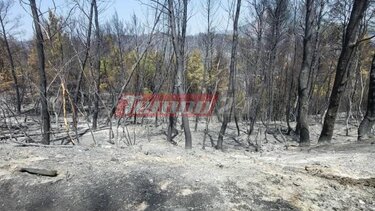 Η Αχαΐα "μετρά" τις πληγές της - 40.000 στρέμματα και 6 σπίτια έγιναν στάχτη