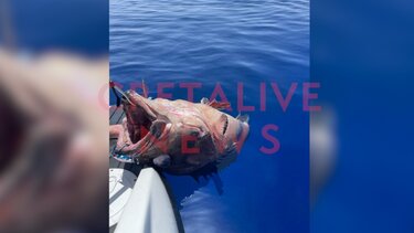 Ποιες ευρωεκλογές; Ψάρεψαν βλάχο 70 κιλών! Δείτε βίντεο