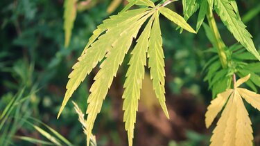 Καλλιεργούσε κρυφά τα δενδρύλλια στο καφενείο