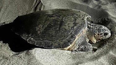 Εντυπωσιακό θέαμα σε παραλία ωοτοκίας καρέτα – καρέτα στα Χανιά (video)