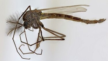 Κουνούπια: Τα ηθικά ζητήματα της εξαφάνισης του πιο μισητού ζώου!