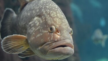 Ροφός: Ο αδιαμφισβήτητος βασιλιάς των ελληνικών θαλασσών!