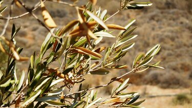 ΣΕΔΗΚ: Υπόμνημα προς τον Υπουργό Ανάπτυξης και τον Πρόεδρο ΕΛΓΑ για τις ζημιές στην ελαιοπαραγωγή 