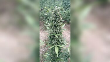 Χασισοφυτεία Κουρνά: Με τέτοιους «παπάδες», θα έκαναν …αρχιερατικό συλλείτουργο