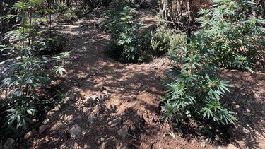 Ανώγεια: δύο μίνι-φυτείες χασίς και μία σύλληψη