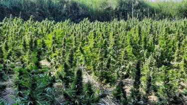 Συνελήφθη 36χρονος με 47 κιλά ακατέργαστης κάνναβης	