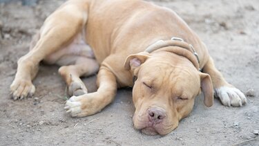  Ελεύθερος με όρους ο 40χρονος που κατηγορείται για τον θάνατο πιτ μπουλ από ασιτία