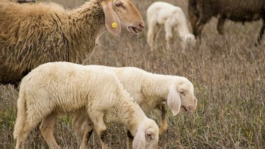 Μπιλλίνης για ευλογιά: Συνάντηση με τον Ευρωπαίο Επίτροπο - Ζώνες, ανασύσταση, εμβόλιο επί τάπητος