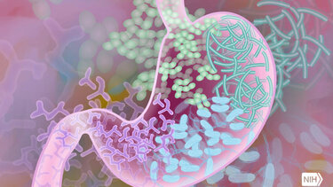 Πώς το μικροβίωμα του εντέρου συνδέεται με τον εθισμό στο φαγητό