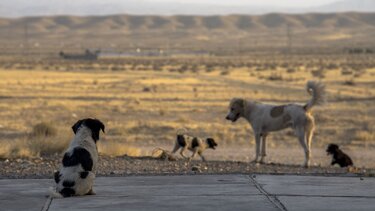 Μαλεβίζι: Εκπαιδευτικό πρόγραμμα για τις πρώτες βοήθειες και την περίθαλψη αδέσποτων ζώων