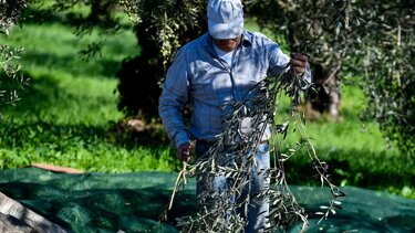 Οι ελαιοπαραγωγοί καλούν τους φοιτητές για το μάζεμα της ελιάς!