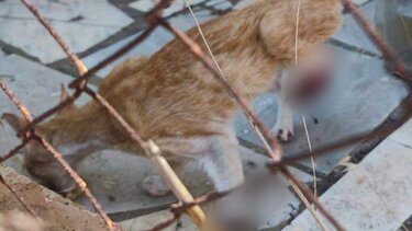 Ελεύθερος ο 34χρονος που σκότωσε το γατάκι στη Θεσσαλονίκη - «Το πάτησα κατά λάθος» είπε