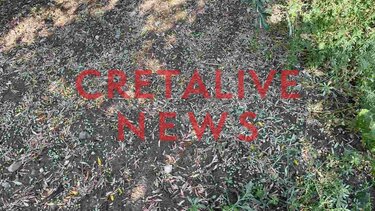 Θέρισε το χαλάζι τις ελιές και όλα τα δέντρα στο Βοριά!