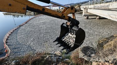 iSea: "Fake news" ο ισχυρισμός περί καρχαριών που προσελκύονται από τα νεκρά ψάρια στον Παγασητικό