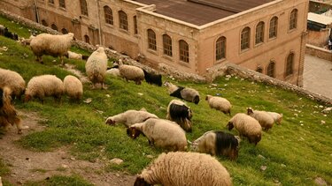 Πανώλη αιγοπροβάτων: Νέο κρούσμα εντοπίστηκε στην Καρδίτσα