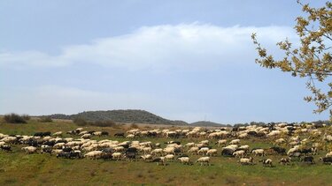 Συναγερμός στον Αλμυρό για νέο κρούσμα ευλογιάς – Θανατώνονται 600 ζώα