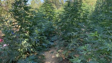 Ρέθυμνο: Βρήκαν μεγάλη χασισοφυτεία, δύο συλλήψεις Κρητικών