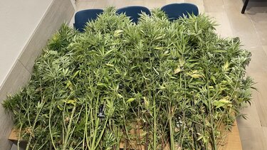 Ιεράπετρα: Μίνι φυτεία και μικροποσότητα χασίς οδήγησαν σε μία σύλληψη