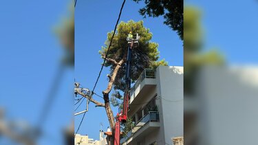 Κοπές δέντρων: Εντός της ημέρας η απόφαση για τα ασφαλιστικά μέτρα 