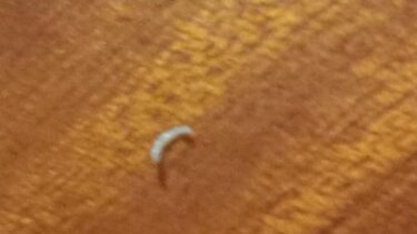 "Κραυγή" για την καθαριότητα της πισίνας του Λίντο 