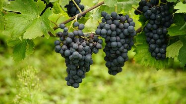 Άρχισαν οι αιτήσεις για άδειες φύτευσης αμπελώνων -τι πρέπει να προσέξουν οι αμπελουργοί