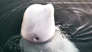 Φάλαινα 007: Όταν τα ζώα γίνονται... κατάσκοποι