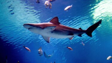  Καρχαρίας δάγκωσε την έγκυο σύζυγο πρώην NBAer στο Πουέρτο Ρίκο