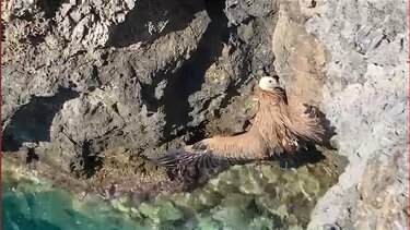 Όρνιο σε κατάσταση ... έκτακτης ανάγκης στο νότιο Ρέθυμνο! - Διασώθηκε και ταξιδεύει για περίθαλψη