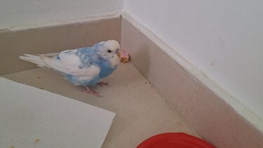 Βρέθηκε η "Ουρανία": Η συγκινητική ιστορία της θαλασσί παπαγαλίτσας και οι καρμικές συμπτώσεις!