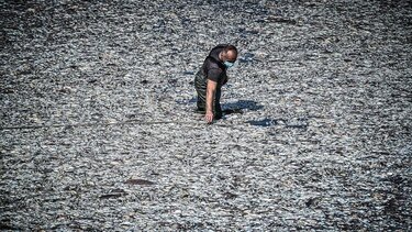 Κουρέτας για Βολο: Απομακρύνθηκε το 99% των νεκρών ψαριών