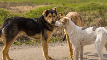 Άργος: Άγρια επίθεση αδέσποτων σκυλιών σε 17χρονη - Νοσηλεύεται σε κρίσιμη κατάσταση