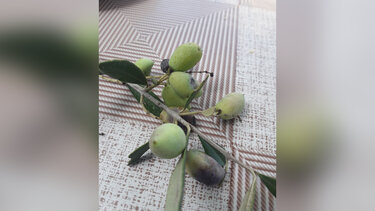 Ρακοκουβέντες και προτάσεις απελπισίας…