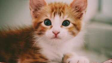 Φρίκη: Αποκαλύφθηκε διεθνές δίκτυο βασανισμού γατών - Ανησυχία για συμμετοχή ανηλίκων